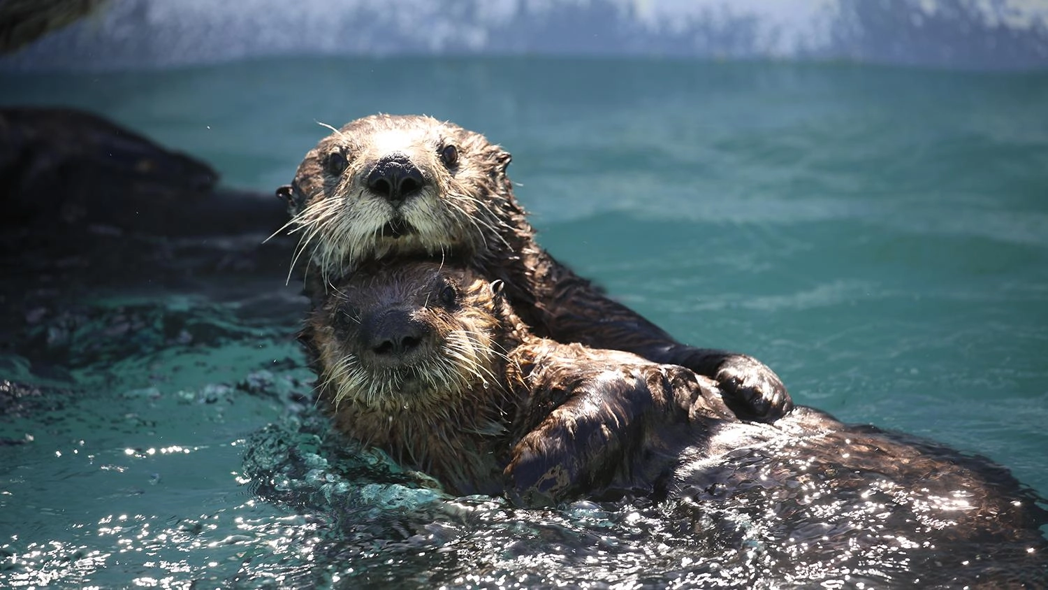 มหัศจรรย์สายใยรักแห่งแม่ลูก ตอน วัยเติบโต