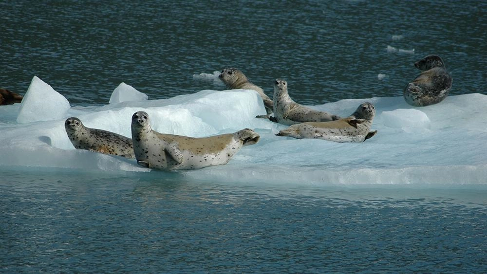 ป่าธรรมชาติญี่ปุ่นในรอบปี