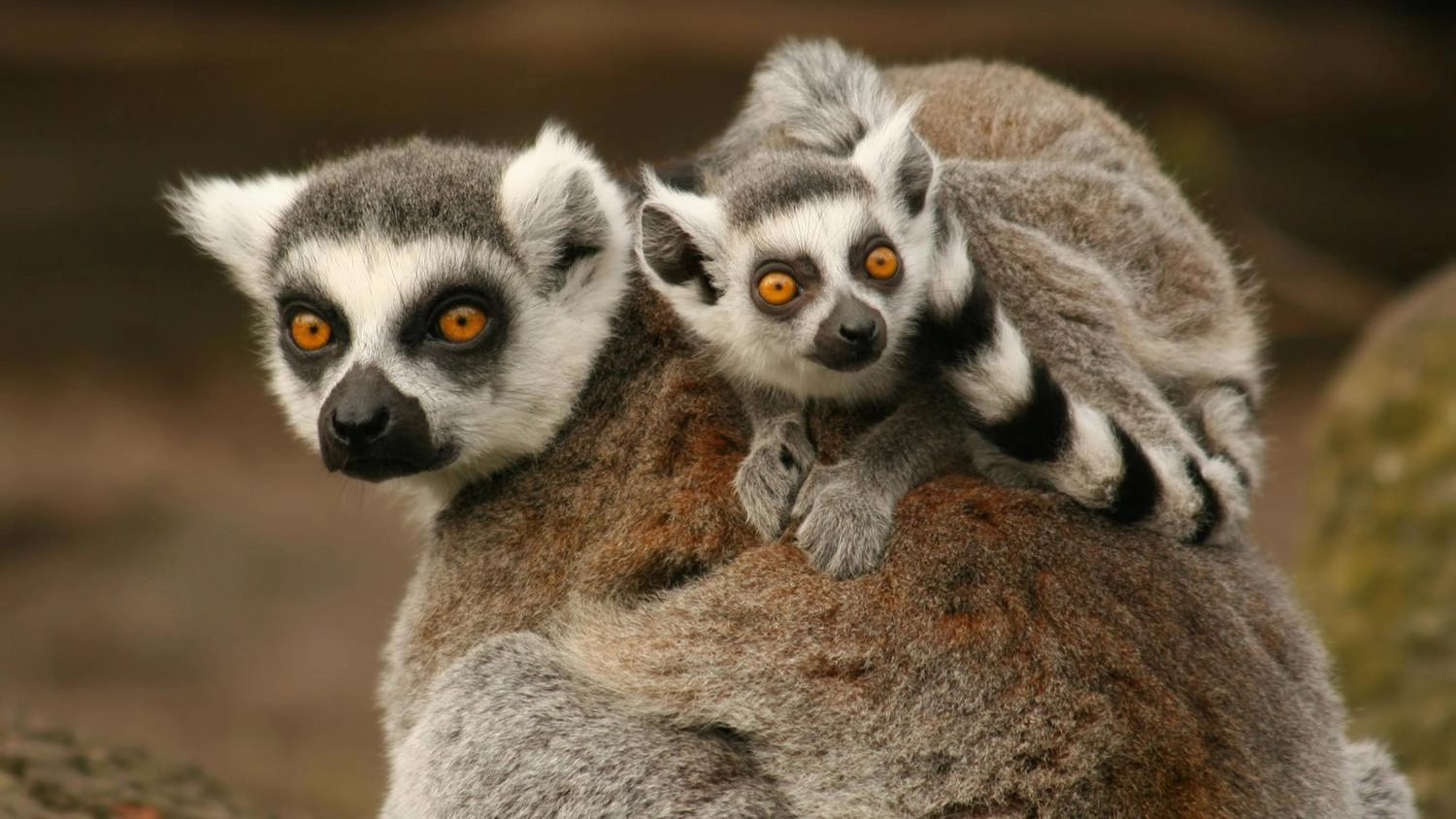 มิติโลกหลังเที่ยงคืน