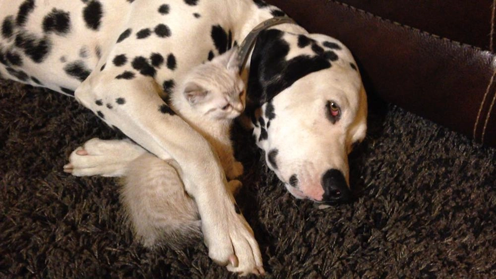 เพื่อนซี้ต่างสายพันธุ์ ตอน ปัปปีเลิฟลูกหมากับลูกชีตาห์