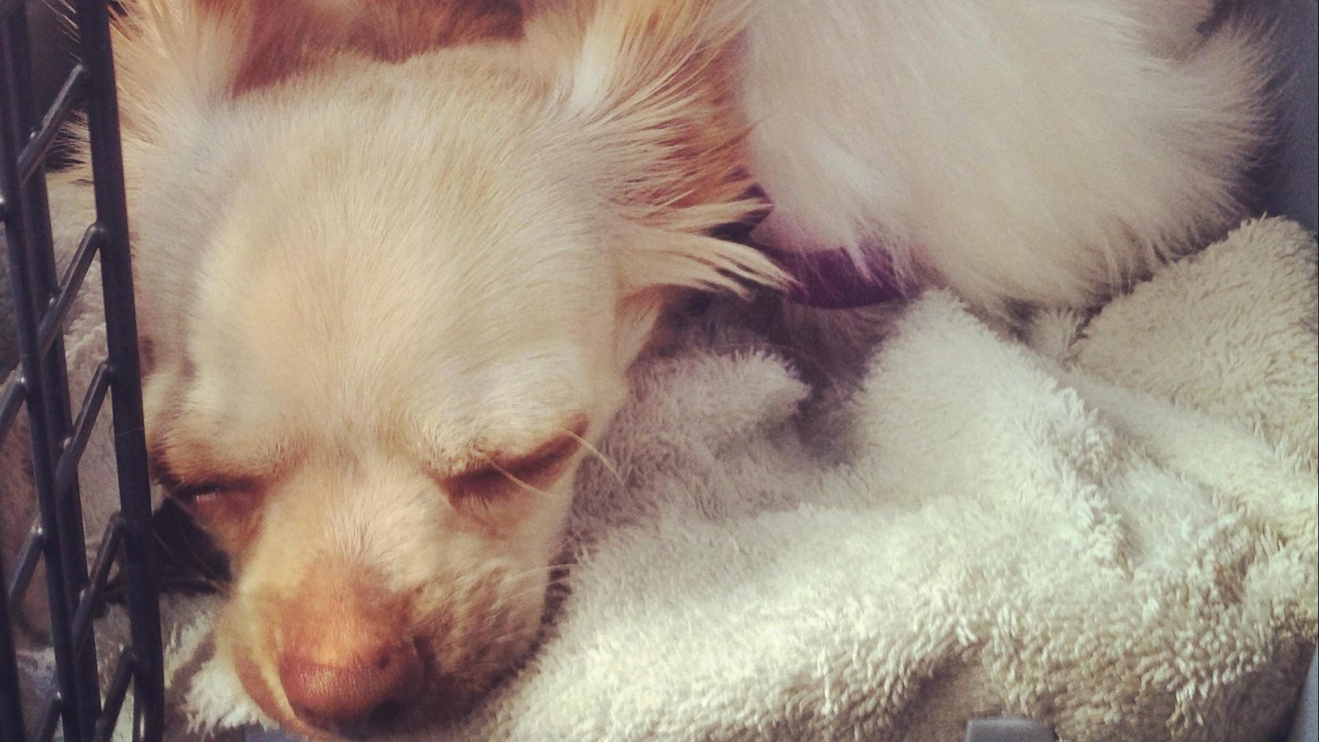 เพื่อนซี้ต่างสายพันธุ์  ตอน ชิวาวากับไก่ขนปุย