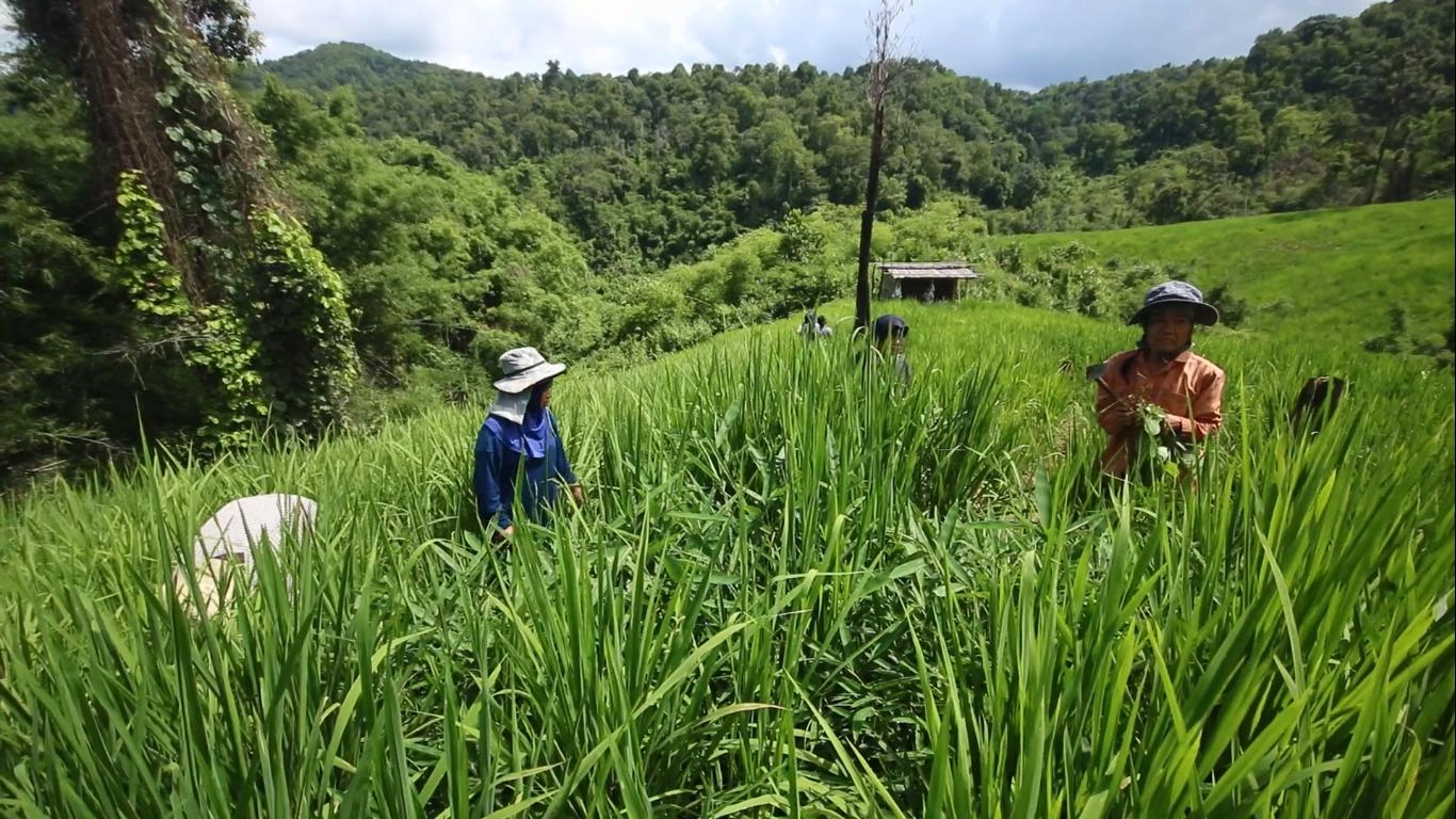 ปรับทิศ สิทธิกลางป่า