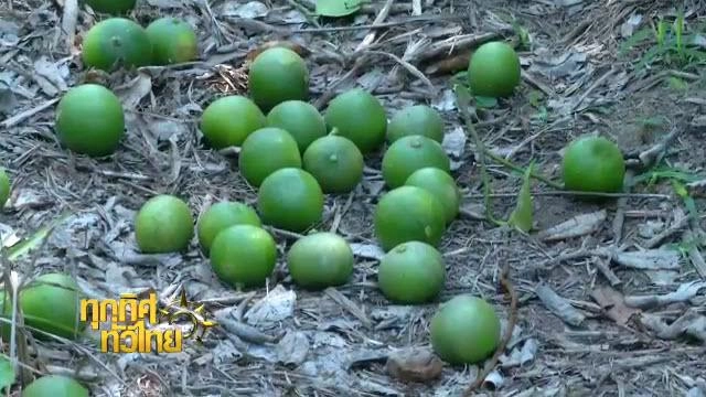 ประเด็นข่าว (26 เม.ย. 59)