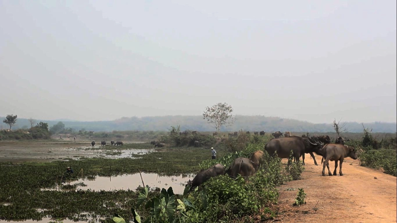 ฅนเวียงหนอง