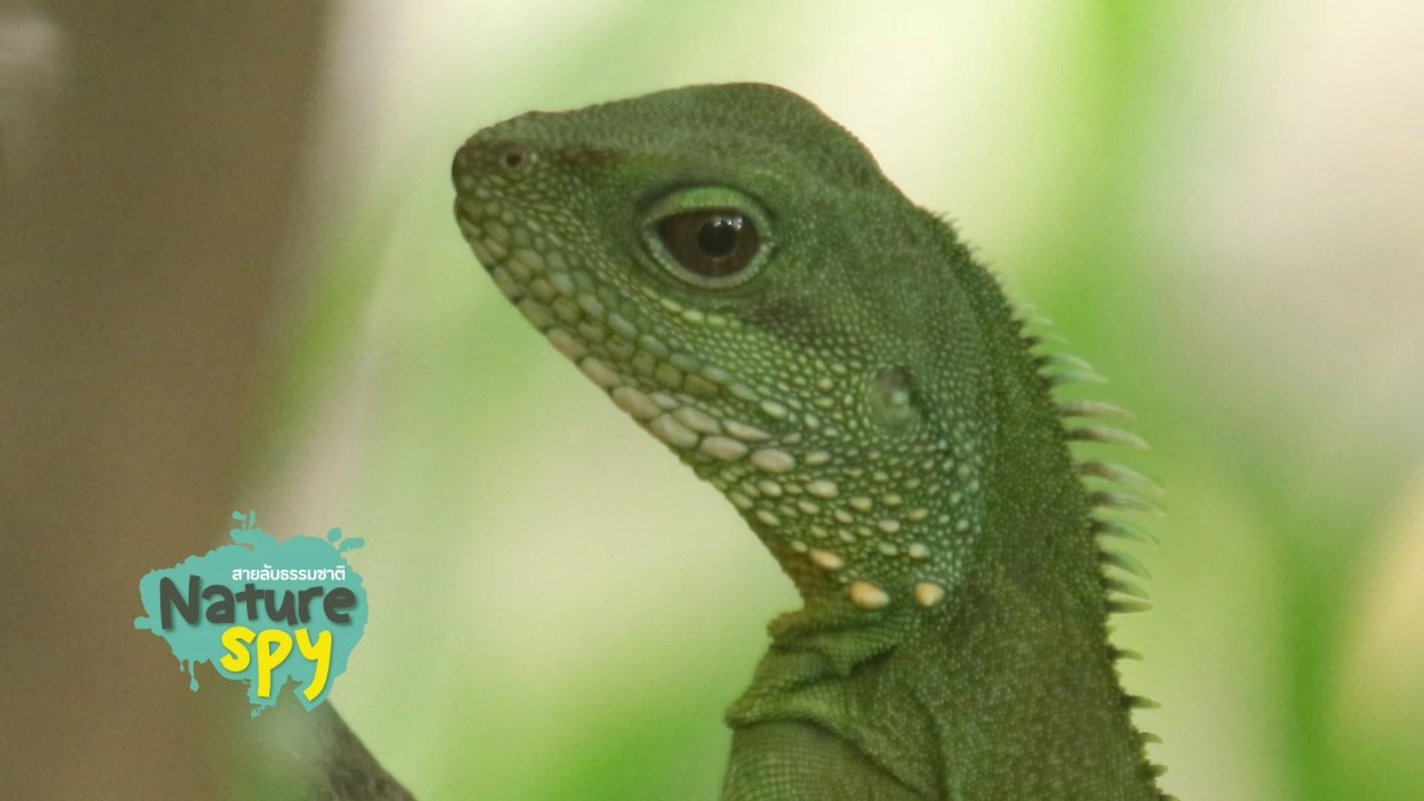 อยากรู้จักตะกอง ต้องลองสำรวจ