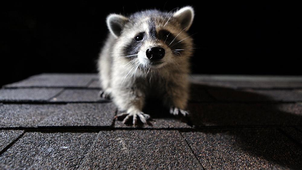 แรคคูน...สัตว์เจ้าเล่ห์ผู้น่ารัก