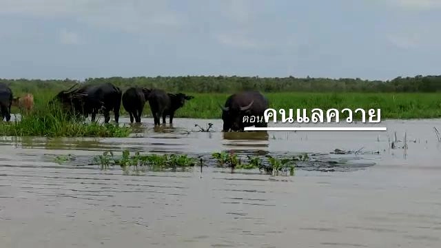 คนแลควาย