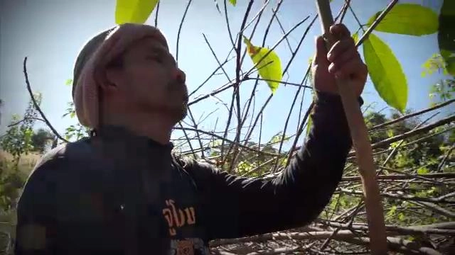 วิบากยาง วิบากคน