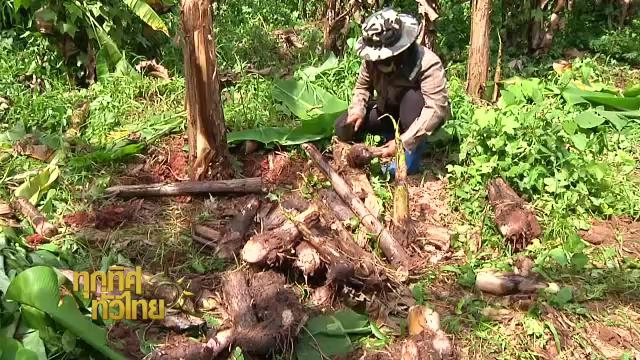 ออกอากาศ 7 ม.ค. 59