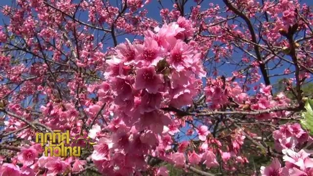 ออกอากาศ  6 ม.ค. 59