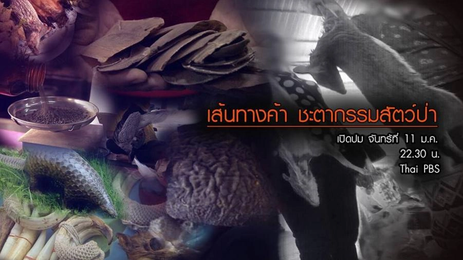เส้นทางค้า ชะตากรรมสัตว์ป่า