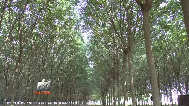 ประเด็นข่าว (11 ม.ค. 59)