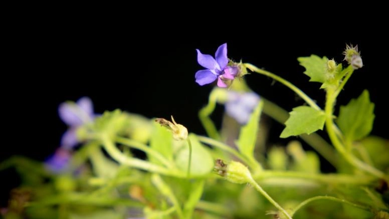 ผักลืมผัว