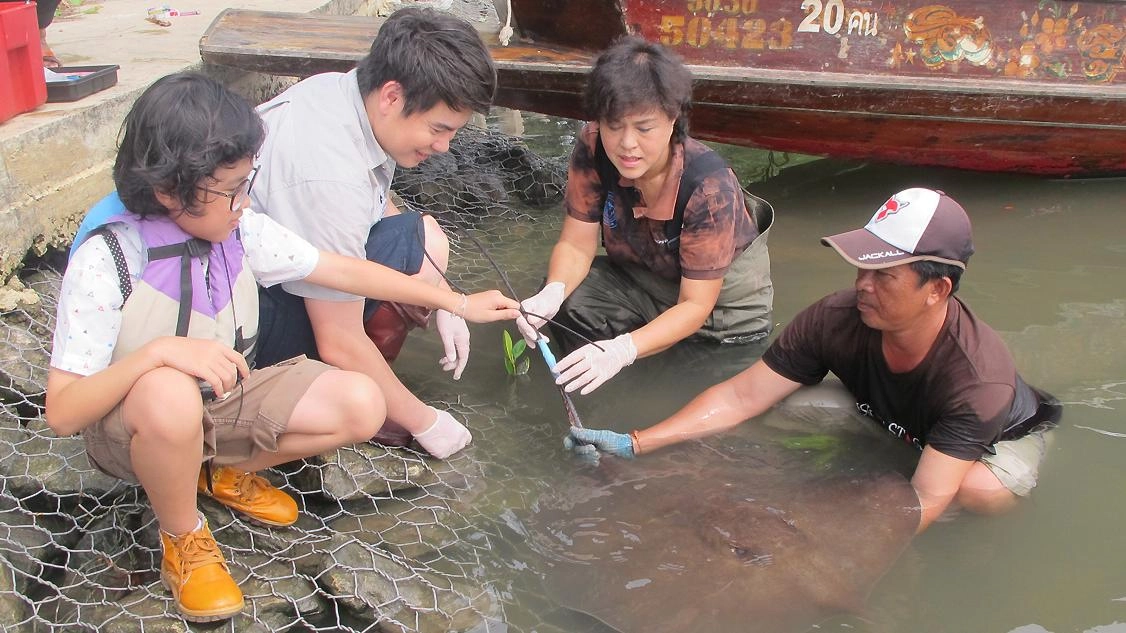 กระเบนราหู...ยักษ์ใหญ่ลุ่มแม่น้ำไทย