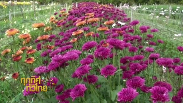 ออกอากาศ 14 ม.ค. 59