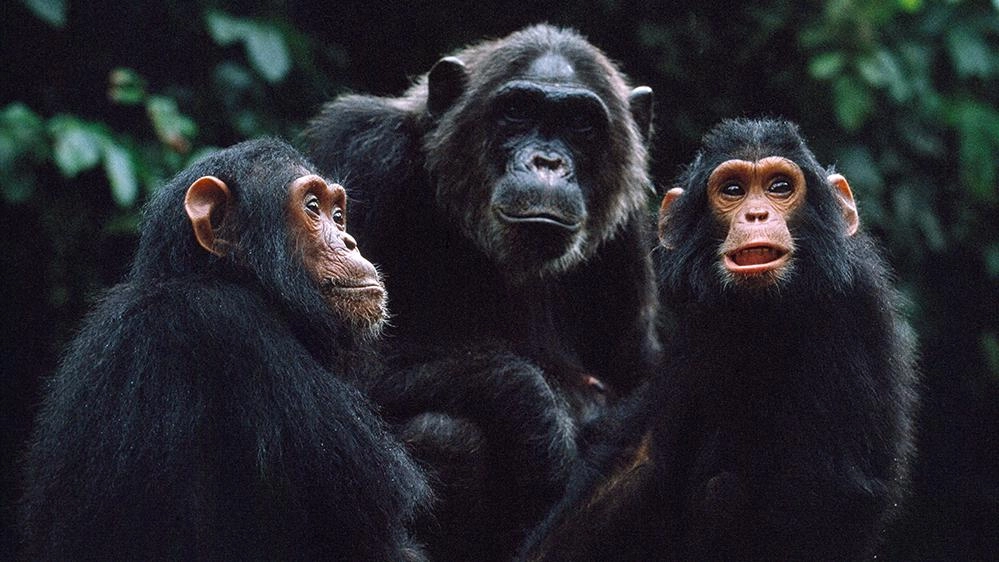 เรื่องราวของอาณาจักรวานร  ตอน สงครามระหว่างพี่น้อง