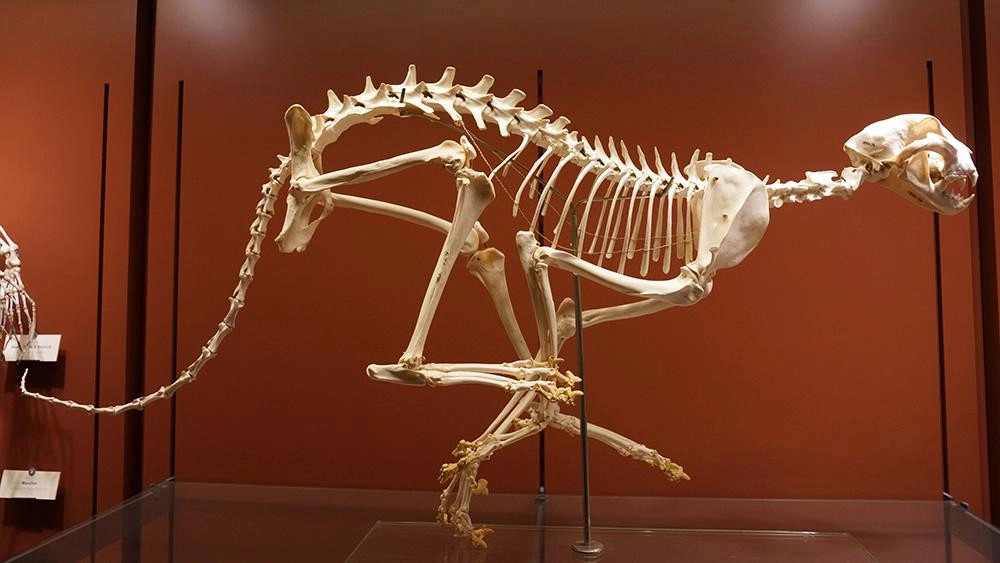 ความลับของกระดูก  ตอน  การเคลื่อนไหว