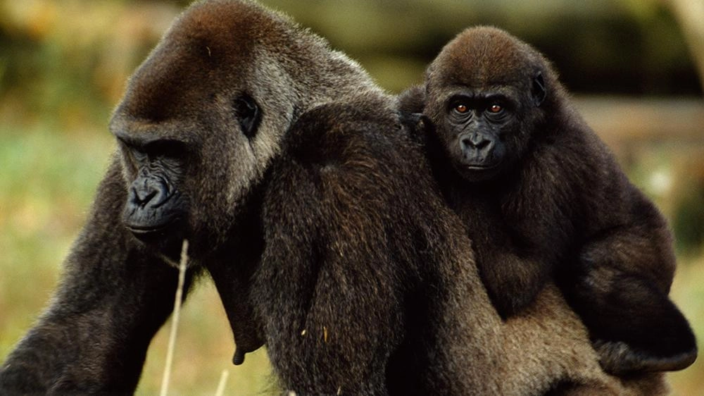 เรื่องราวของอาณาจักรวานร  ตอน ศึกแห่งราชา