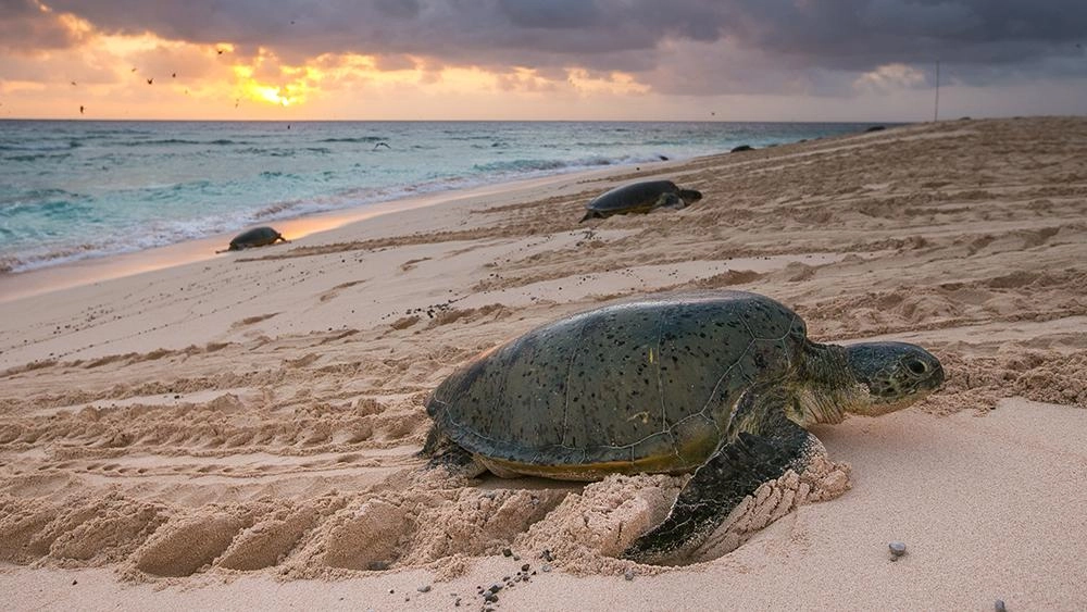 มหัศจรรย์ชีวิตในแนวปะการัง  ตอนที่ 3