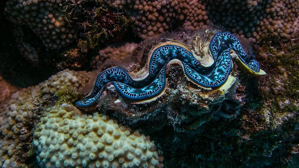 มหัศจรรย์ชีวิตในแนวปะการัง  ตอนที่ 2