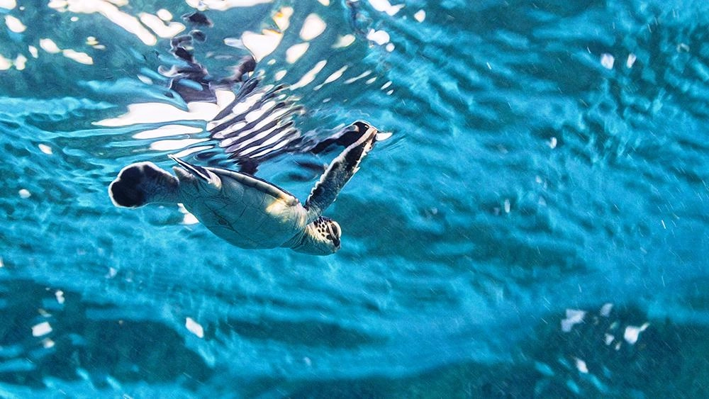 มหัศจรรย์ชีวิตในแนวปะการัง ตอนที่ 1