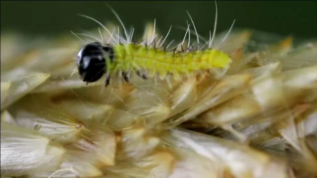 อัศจรรย์สัตว์โลกผู้พิชิต  ตอน หนอนผีเสื้อกลางคืนต้นสน