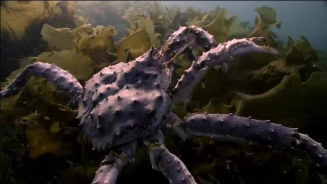 อัศจรรย์สัตว์โลกผู้พิชิต ตอน  ปูยักษ์แห่งคัมชัตกา