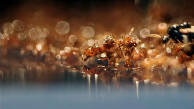 อัศจรรย์สัตว์โลกผู้พิชิต  ตอน มดคันไฟ