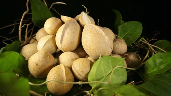 ผักหัวลิง