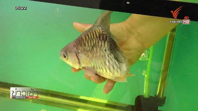 ออกอากาศ 24 ธ.ค. 58