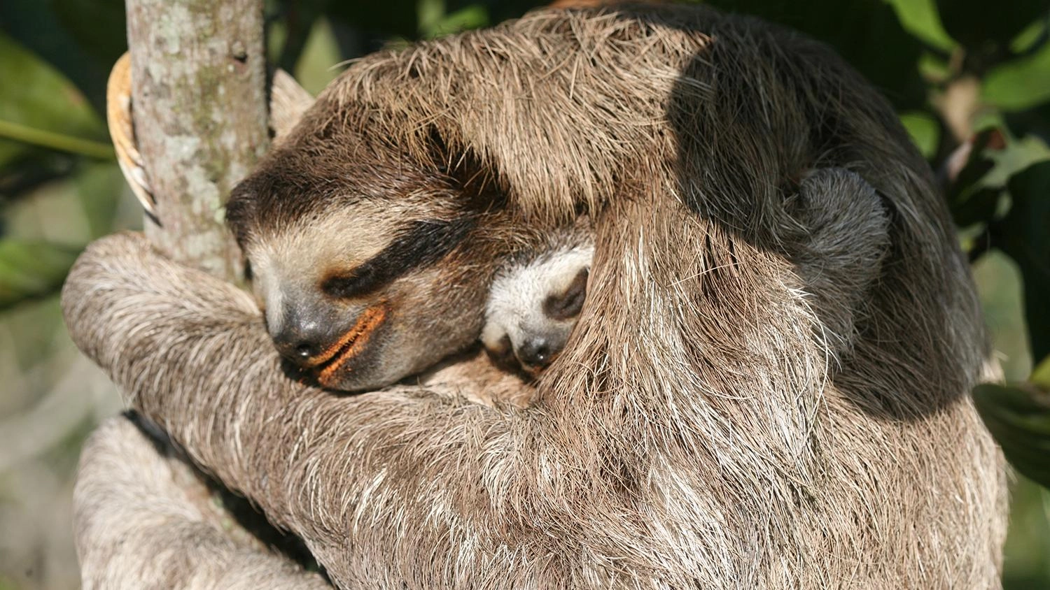 เวลโคร...สล็อธในดวงใจ