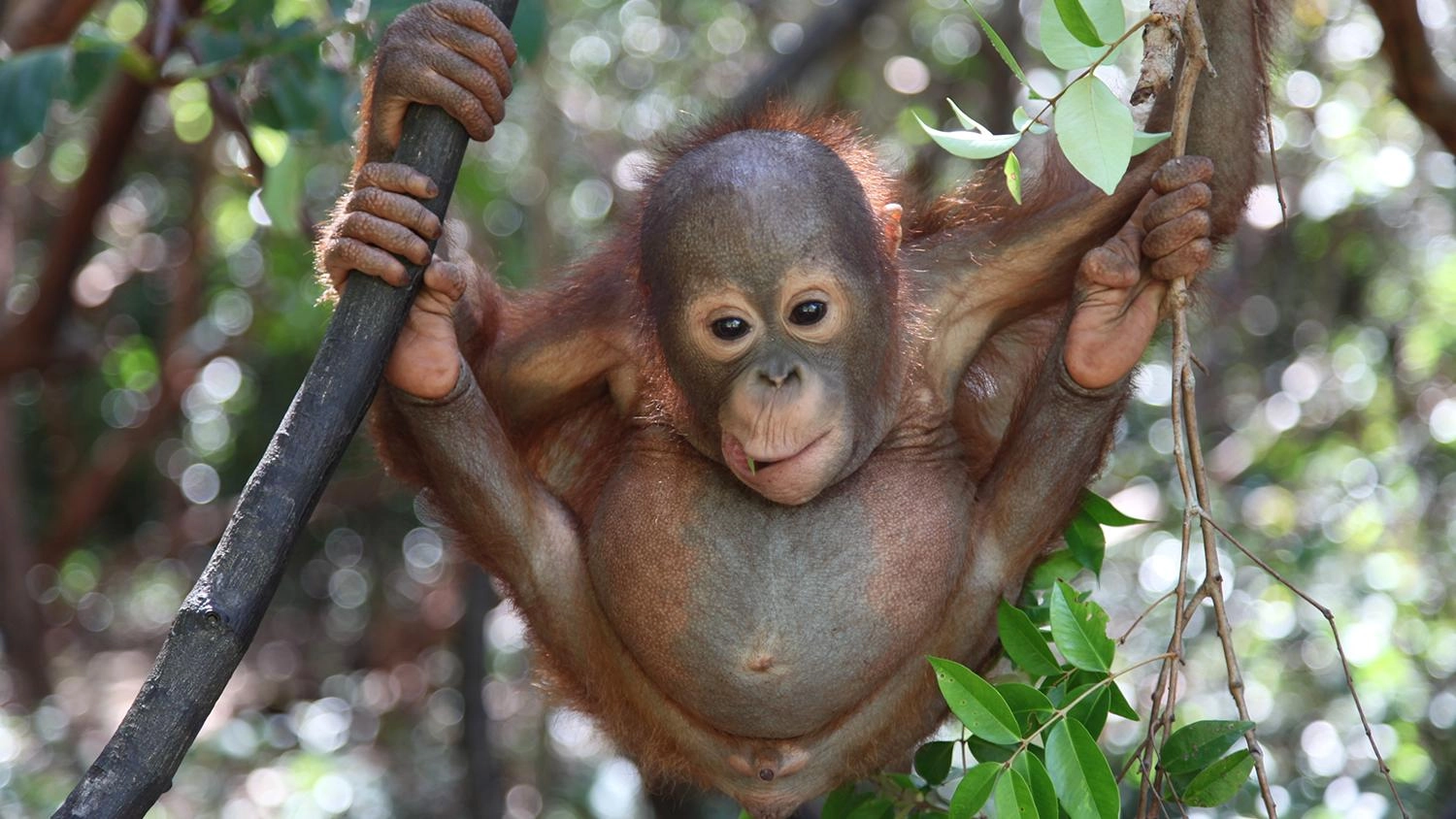 หน่วยพิทักษ์อุรังอุตัง