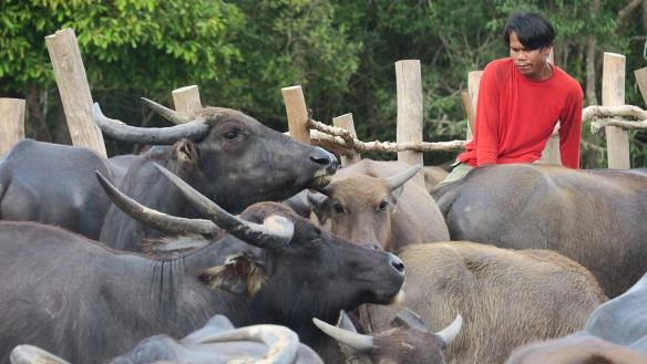 การจัดการชุมชนทะเลน้อย