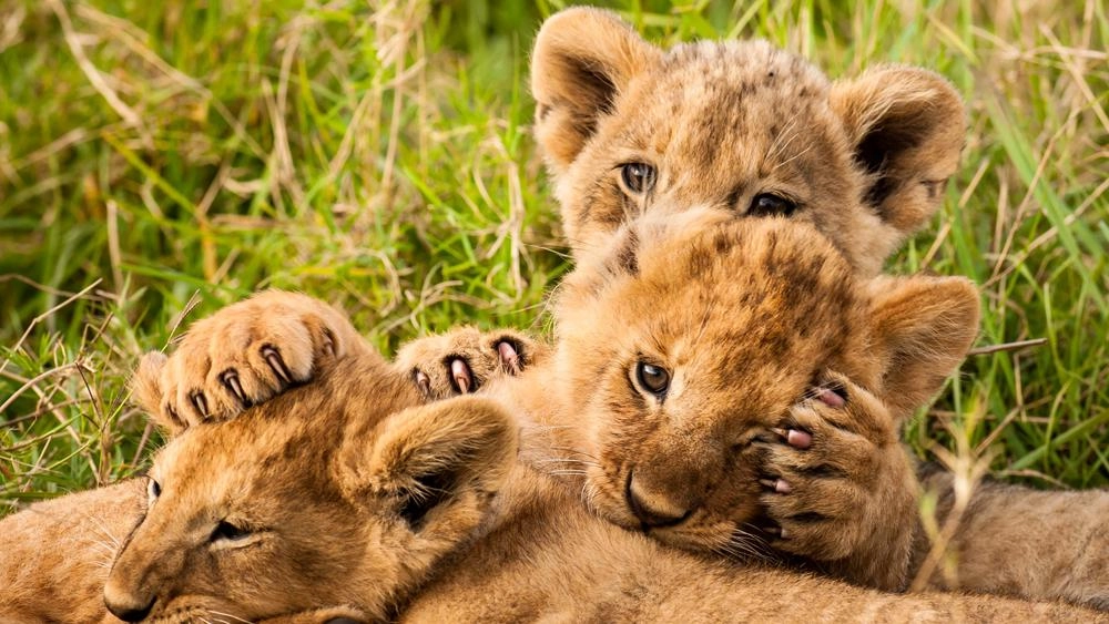 ตามติดชีวิตมหัศจรรย์ ตอน เติบใหญ่