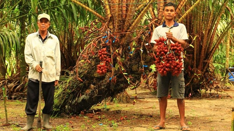 เกษตรสุข สวนสละลุงถัน จ.พัทลุง