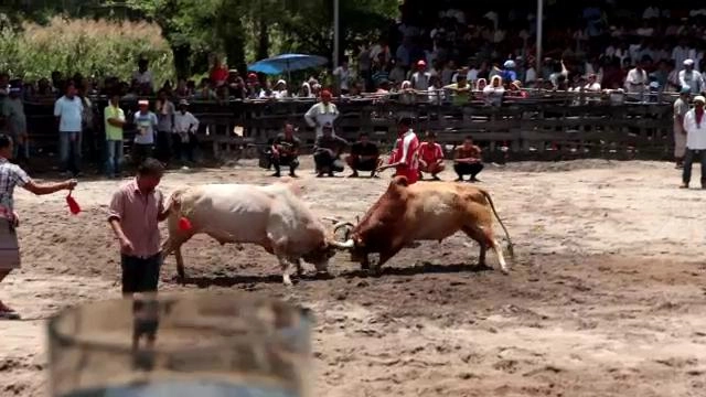 คน-ชน-วัว