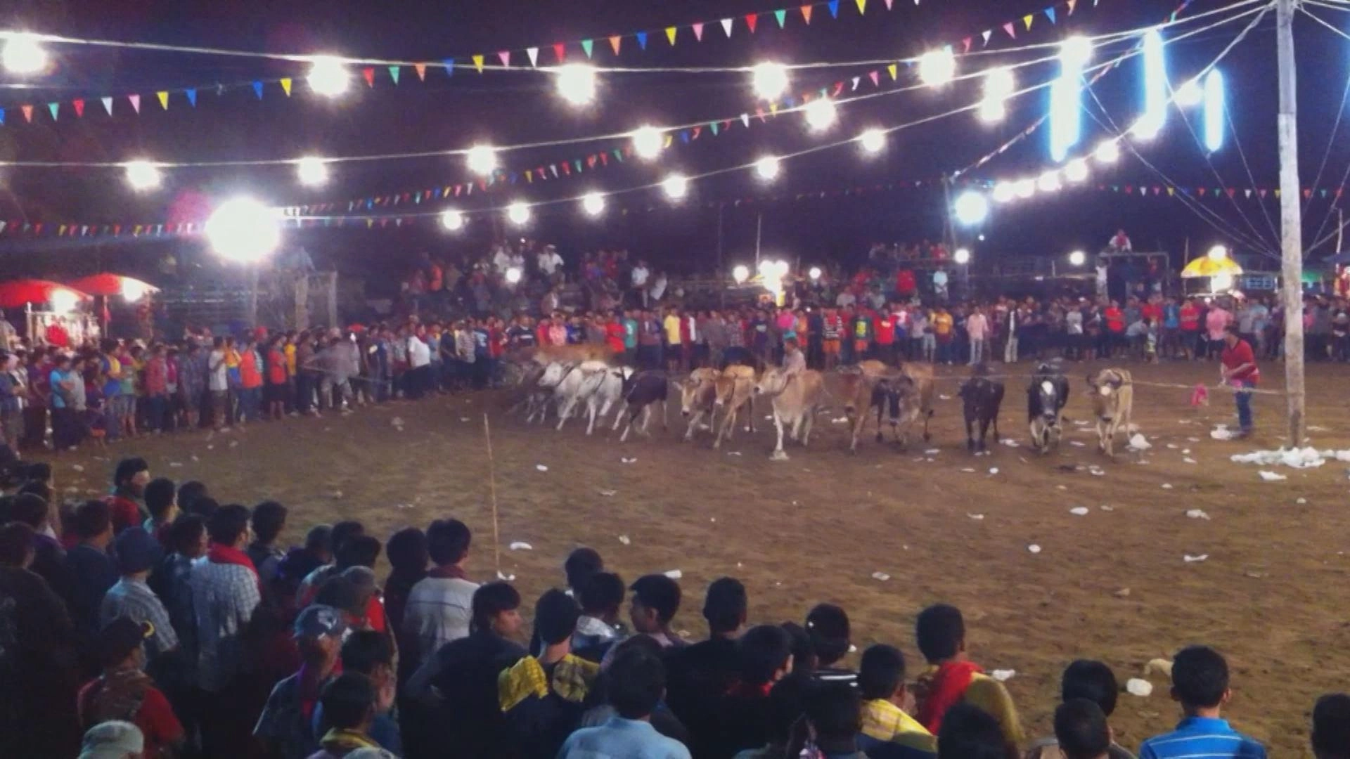 วัวลาน...บ้านจรเข้