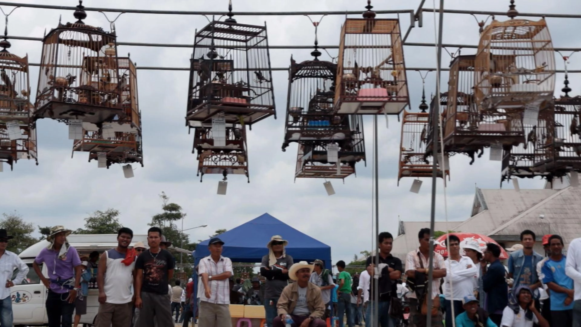 นกนอกกรง