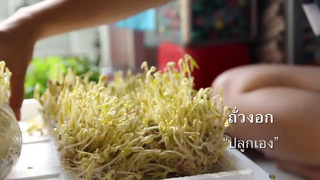 ผักมิตรภาพ