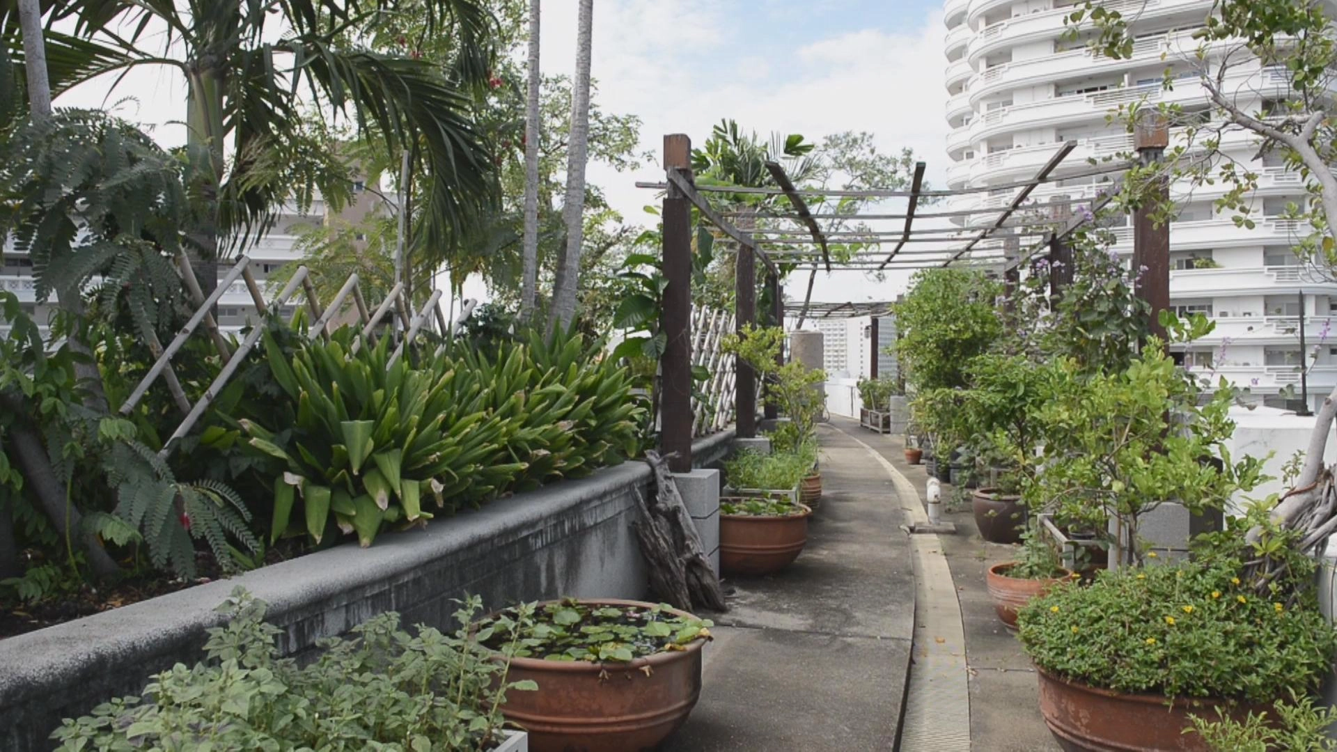 ผัก/คน/เมือง