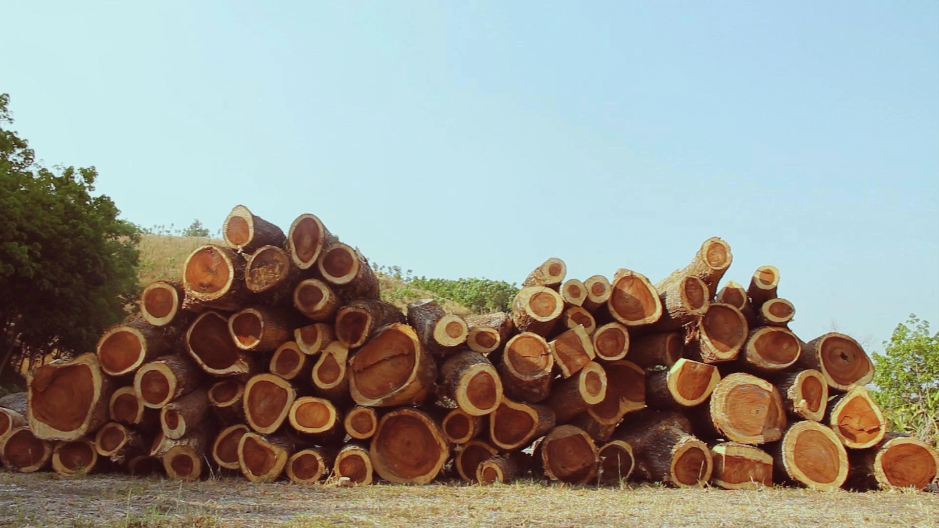 บันทึกอุโมงค์ต้นไม้น่าน