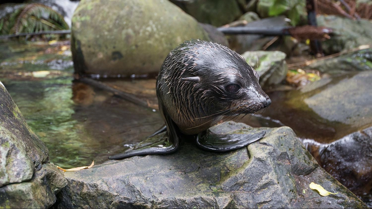 แมวน้ำขน