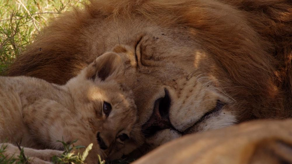 ตามติดชีวิตมหัศจรรย์ ตอน ผู้ให้กำเนิด