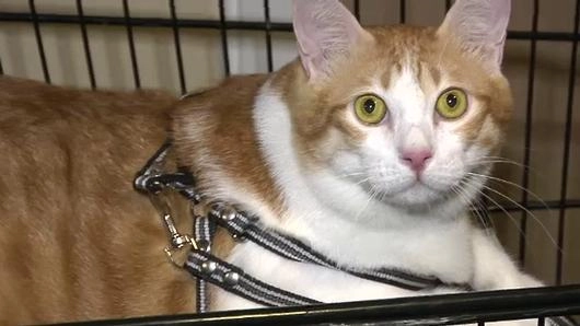 ประเด็นข่าว (4 พ.ย. 58)