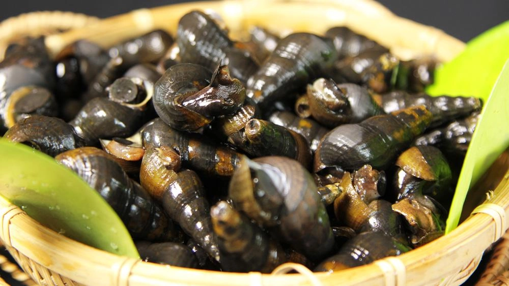 ตอนพิเศษ หอยโล่