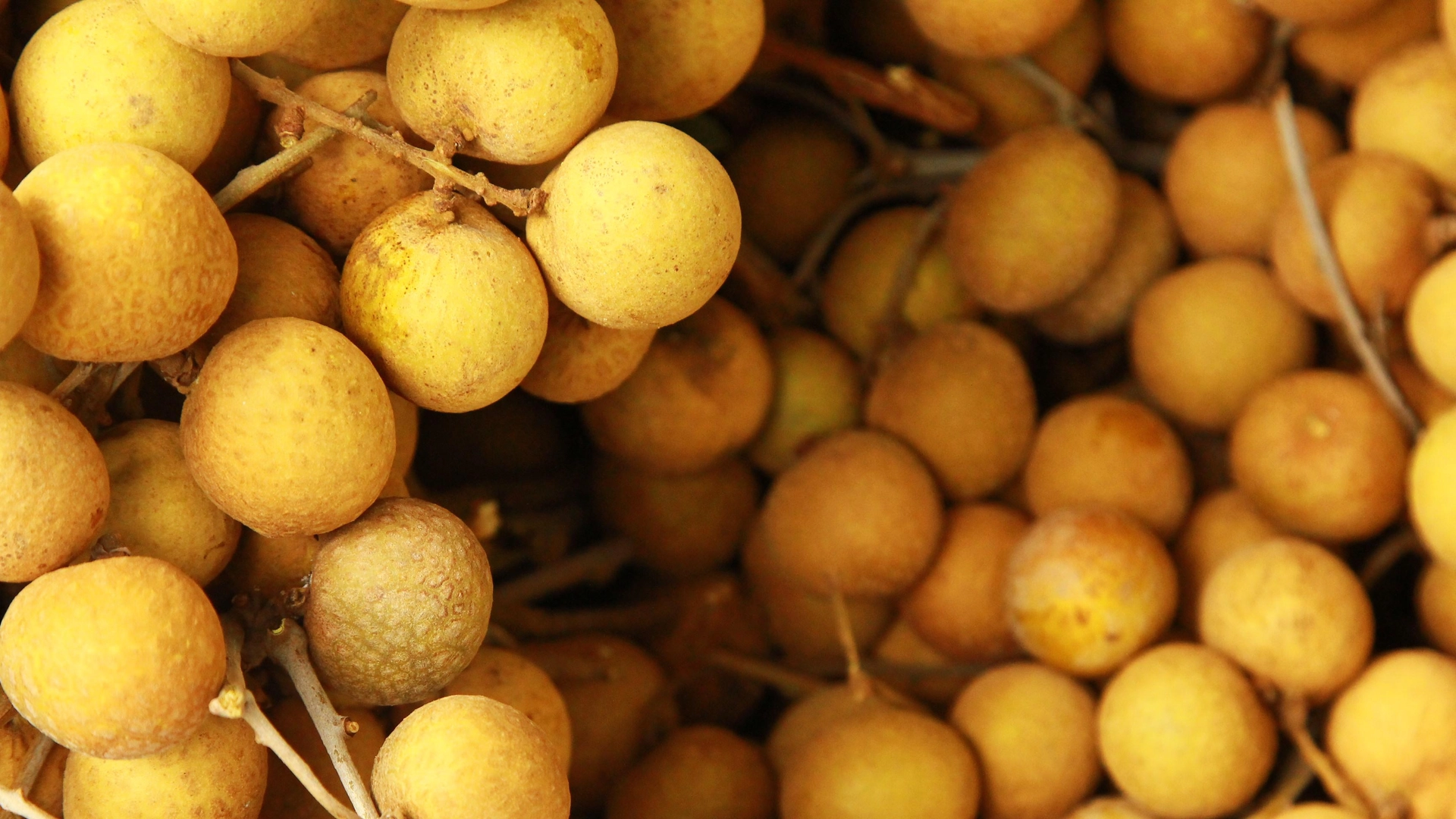 เรียนรู้ภูมิปัญญาพื้นถิ่น หนองยางไคล จ.ลำพูน