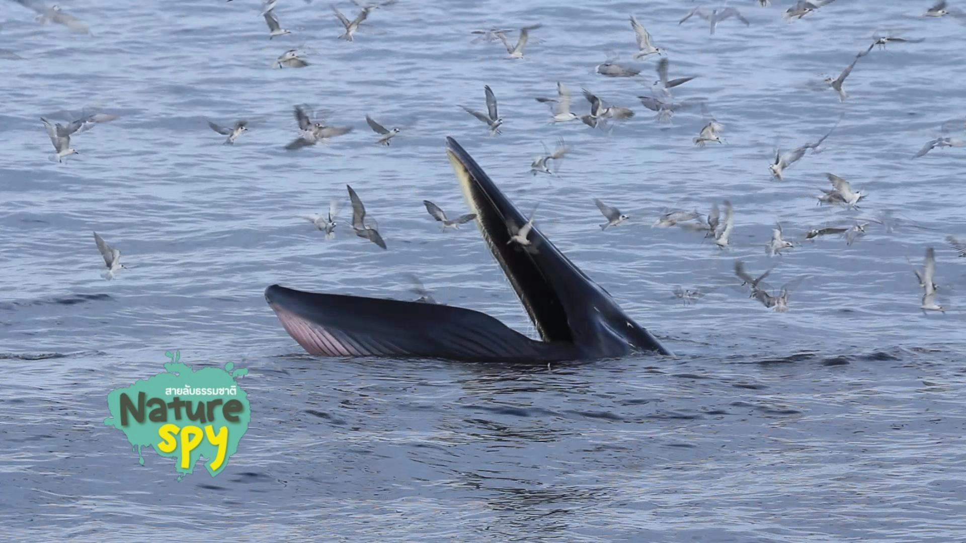 วาฬบรูดาในอ่าวไทย