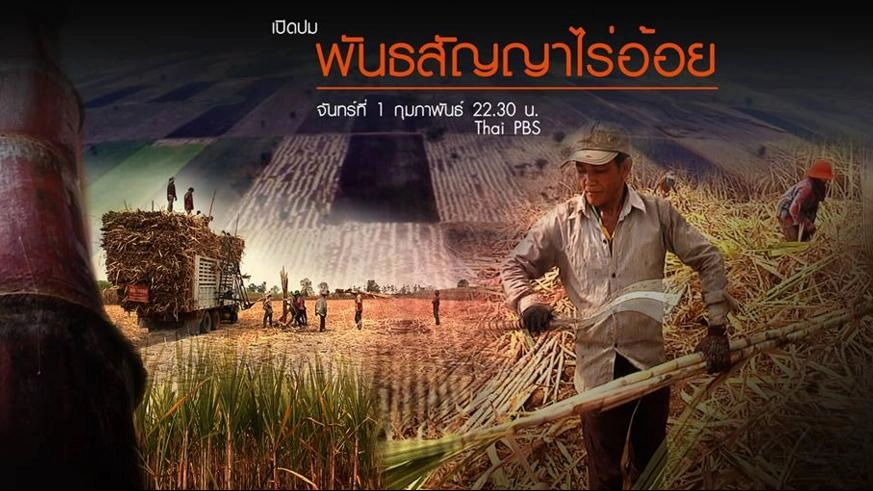 พันธสัญญาอ้อย