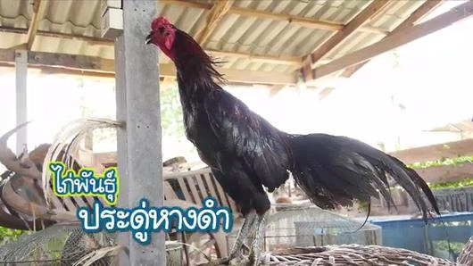 ไก่ไทย...ไก่นักกีฬา