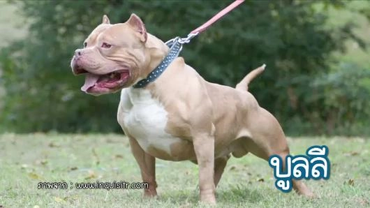 พิตบูล...หมานักกล้าม